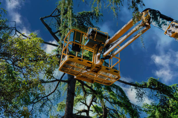 The Steps Involved in Our Tree Care Process in High Springs, FL